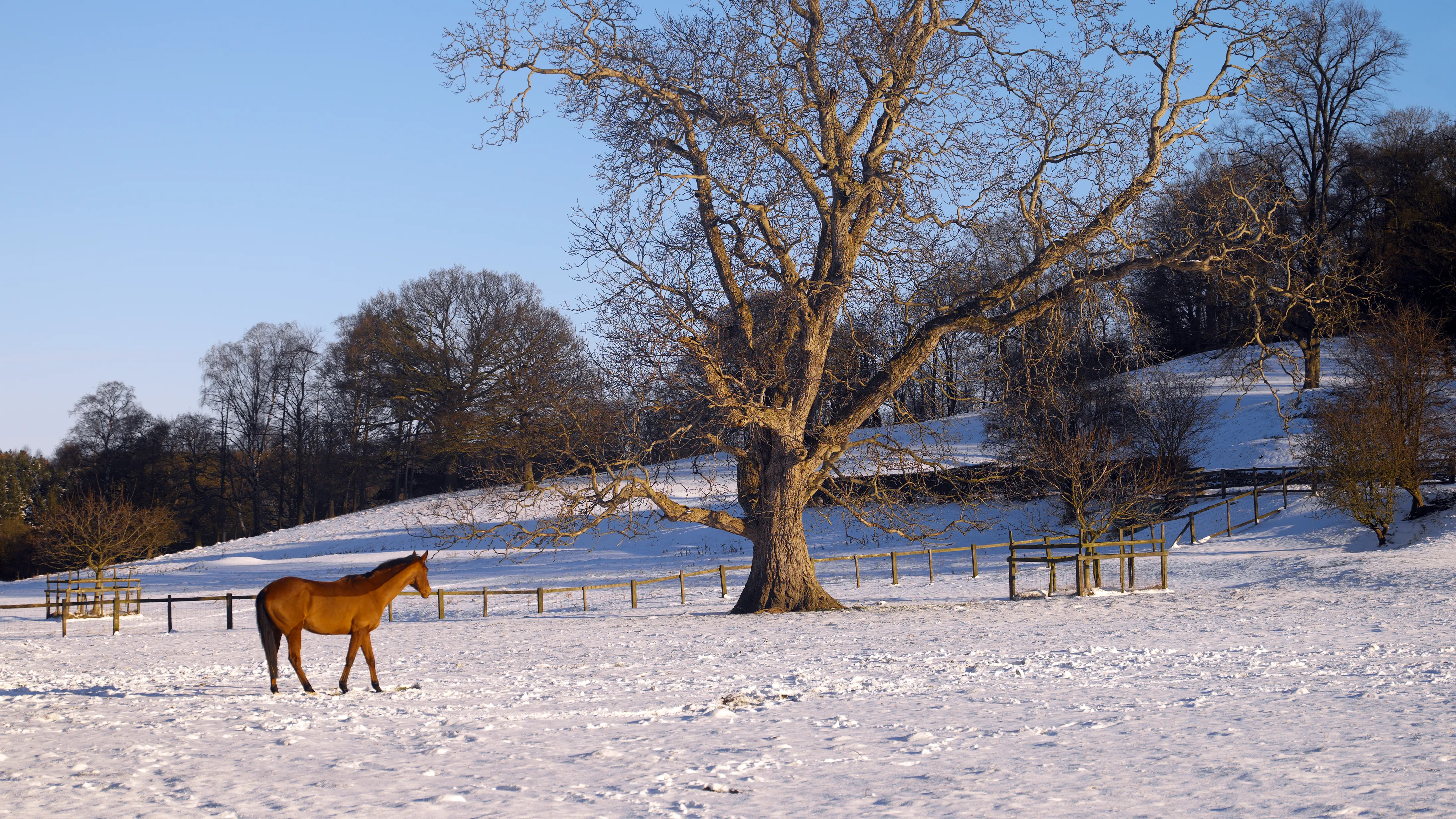 Horse grazing in the snow in northern Westchester County, NY